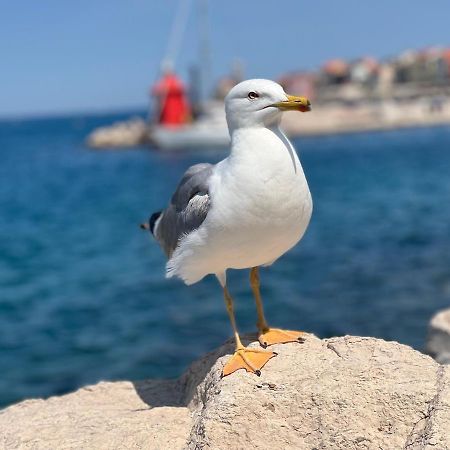 Apartmán Studio Piran Exteriér fotografie