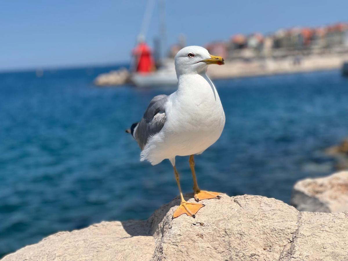 Apartmán Studio Piran Exteriér fotografie